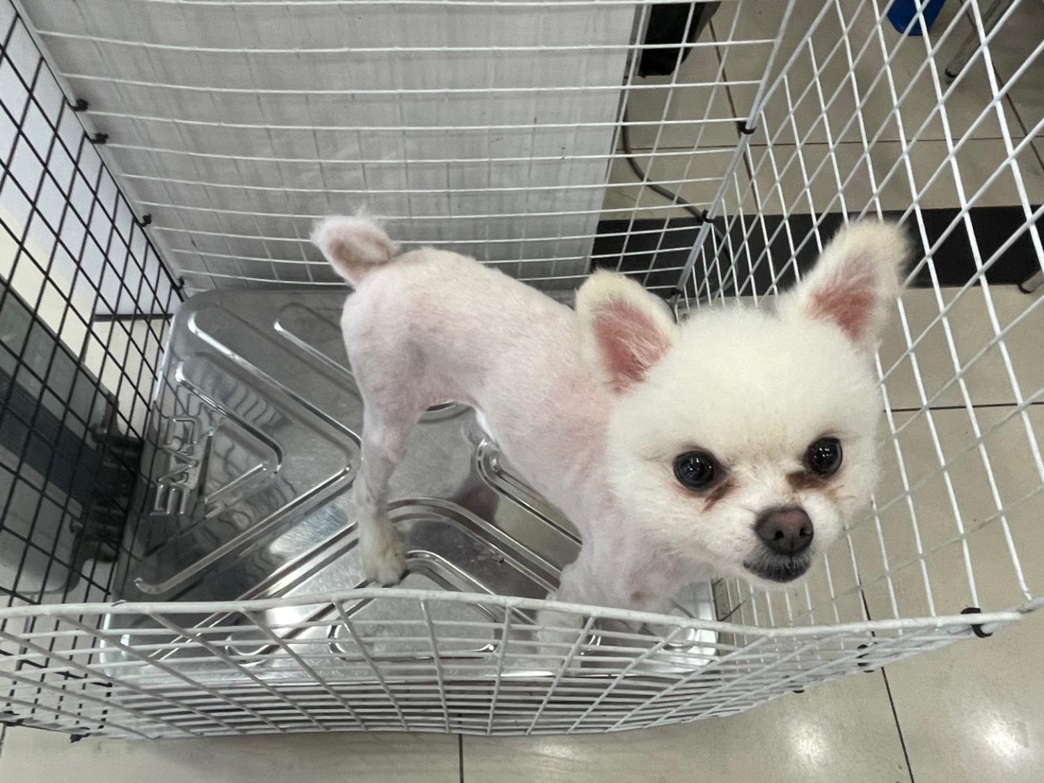포메라니안 이미지 파일 입니다.